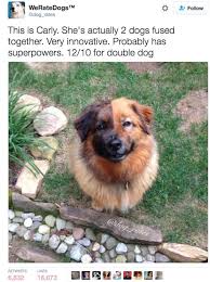 28 Accurate Af Ratings For Dogs Baby Animals Funny Cute Little Animals Cute Funny Animals