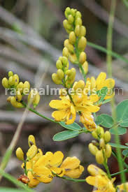 Image result for Senna floribunda