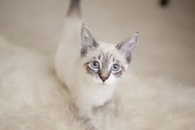 Because of differing tastes among cat fanciers, the siamese cat has been bred to emphasize certain more popular cosmetic traits, relegating the original characteristics as. Pin By Sara Walters On Cute Cute Cute Cute Cats Cute Cats And Kittens Siamese Kittens