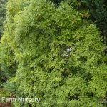 Image result for Pittosporum eugenioides