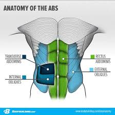 The muscle cells of skeletal muscles are much longer than in the other types of muscle tissue, and are often known as muscle fibers. 9 Things You Should Never Do On Ab Day