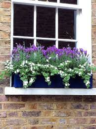 Posy Window Box Plants Window Planter Boxes Window Planters
