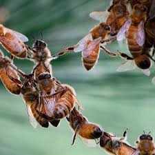 Los comportamientos de las abejas más sorprendentes y raros