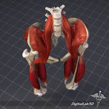The muscles of the pelvic floor are collectively referred to as the levator ani and coccygeus muscles. Pelvis Muscle Bone Anatomy 3d Cgtrader