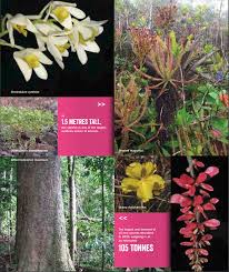 Image result for Ochna dolicharthros