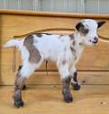 Wild Oats and Billy Goats Nigerian Dwarf Farm