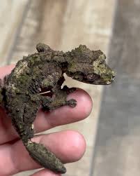 Image result for Urochloa clavipila