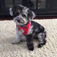 Most trusted source of havanese puppies for sale. Promise S Havapoo Puppies Havanese Poodle Sunny Day Puppies