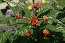 Image result for Cephalanthus