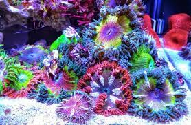 Rock Flower Anemone Garden Invertebrates Gallery Nano Reef Com Forums Saltwater Fish Tanks Saltwater Aquarium Anemone
