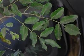 Image result for Pterocarpus lucens