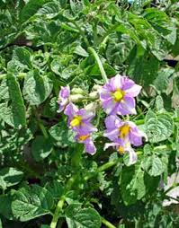 Image result for Solanum tuberosum