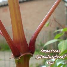 Image result for Impatiens mildbraedii