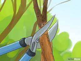 We did not find results for: How To Prune A Crabapple Tree 12 Steps With Pictures Wikihow