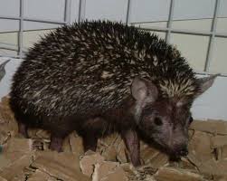 Indian Long Eared Hedgehog Long Eared Hedgehog Cute Hedgehog Hedgehog