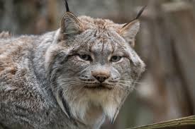 In greek, norse and north american mythology, the lynx sees what others can't, and its role is revealing hidden truths. Wallpaper Lynx Animal Glance Predator Hd Widescreen High Definition Fullscreen