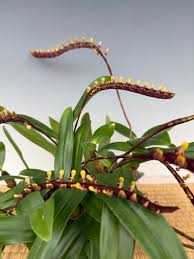 Image result for Bulbophyllum comatum