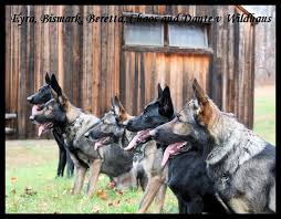 Maybe you would like to learn more about one of these? Wildhaus Kennels Working German Shepherd Breeder In Michigan