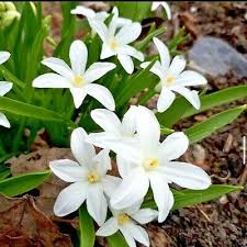 Hardy plants, hyacinth bulbs overwinter in the ground, even in cold winter areas. Chionodoxa Luciliae Alba White Spring Flowering Bulbs Actively Growing Plants Ebay