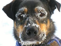 It was listed on the national register of historic places in 1979. Don T Forget Your Pets When The Temperature Falls Portageonline Com