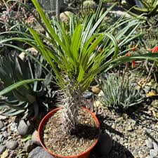 Image result for Pachypodium lamerei