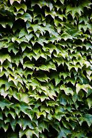 How To Clear Overgrown Ivy In The Yard Ivy Plants Evergreen Vines Garden Vines