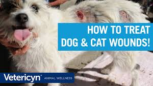 Megan brashear, cvt, vts(ecc), discusses the proper technique for how to clip, clean, and flush minor wounds sustained by a dog after a dog fight. Vetericyn Plus Antimicrobial All Animal Wound And Skin Care Vetericyn Animal Wellness