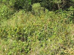 Image result for Ochna natalitia