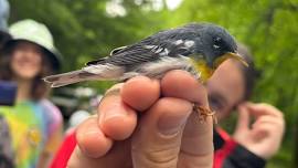 Bird Banding – Public Community Science Day