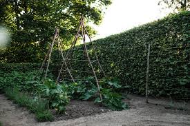 Tipi Rankhilfe Osmers Garten Zuchini Pflanzen Zucchini Pflanzen Garten