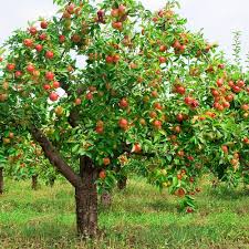 Enter maximum price shipping free shipping. Fruit Tree Wholesale Price Mandi Rate For Fruit Tree In India