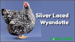 Aktuelle preise für produkte vergleichen! Silver Laced Wyandotte Are Everything They Re Cracked Up To Be