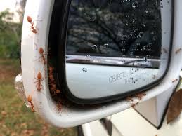 You can as well use adhesive traps such as tomcat household pest glue boards. How To Get Rid Of Ants In Your Car Bug Lord