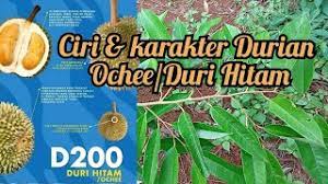 Maybe you would like to learn more about one of these? Ciri Durian Duri Hitam Ochee D200 Youtube