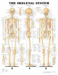Anatomical Chart Company 9781587790621 Mckesson Medical