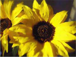 Paper Flowers Sunflower Paper Sunflowers How To Make Paper Flowers Paper Flowers Diy