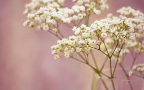 One of many great free stock photos from pexels. Wallpaper White Small Flowers Macro Photography 1920x1200 Hd Picture Image
