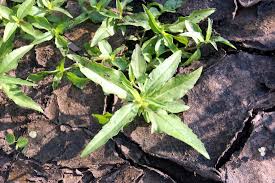 Image result for Eclipta