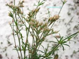 Image result for Polycarpaea corymbosa