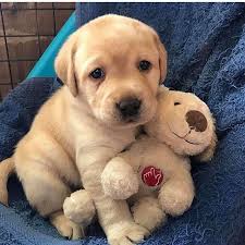 Tatllk Kedi Cat Cats Istanbul Catsofinstagram Kpek Catstagram Pet Instacat Britishsho Labrador Puppy Training Labrador Puppy Labrador Retriever Facts