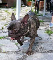 Sie hat eine rind und pollen allergie und wird vegetarisch gefüttert,was sich bewehrt. Franzosische Bulldogge Sucht Neues Zuhause In Nurnberg Aussenstadt Sued Ebay Kleinanzeigen