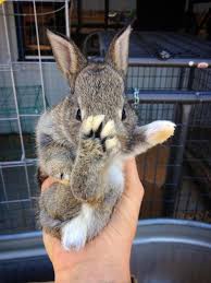 The Karate Bunny Karate Animals Bunny