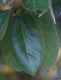 Image result for Ficus stuhlmannii