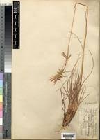 Image result for Cymbopogon pospischilii