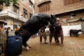 In pakistan eid ul adha 2018. In Pictures Eidul Azha Celebrated Around The World