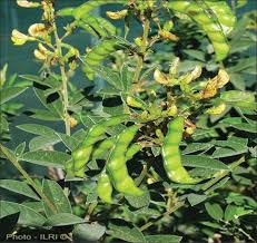 Image result for Cajanus cajan