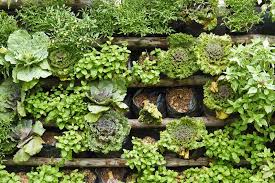 Think Vertical Ideas For The Vertical Garden Fresh By Ftd