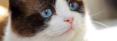 That's because hypoallergenic cat breeds produce low levels of cat allergens. Snowshoe Cat Breed Facts Personality Traits Hill S Pet