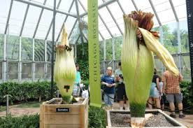 Corpse flower or giant corpse flower can refer to: Two Giant Rare Corpse Flowers Bloom In Chicago