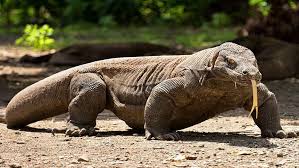 Habitant l'archipel indonésien, le grand varan varanus komodoensis, dit dragon de komodo, du nom d'une des îles sa proximité avec le dragon de komodo, récemment montrée (d'où le changement de nom du genre pour en faire un varanus) et des études précédentes des auteurs montrant la parenté. Pin On Dragon